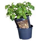 red vegetables planting pot gardening plant pot 3