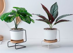 small-plant-stands-best-for-home-decor.jpg